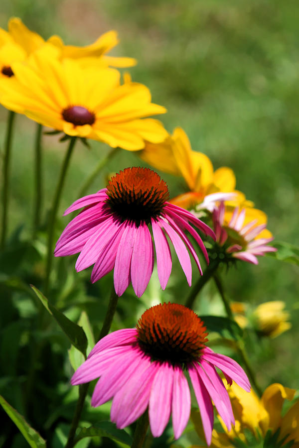 Daisies Galore Photograph By Kathy Clark Fine Art America