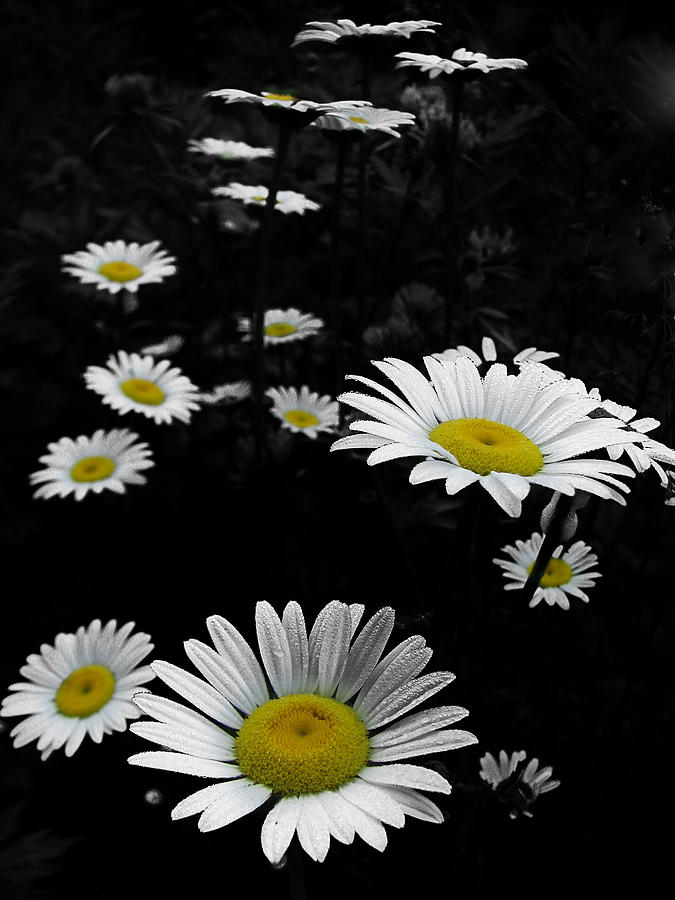 Daisy Photograph - Daisies by Gary Blackman