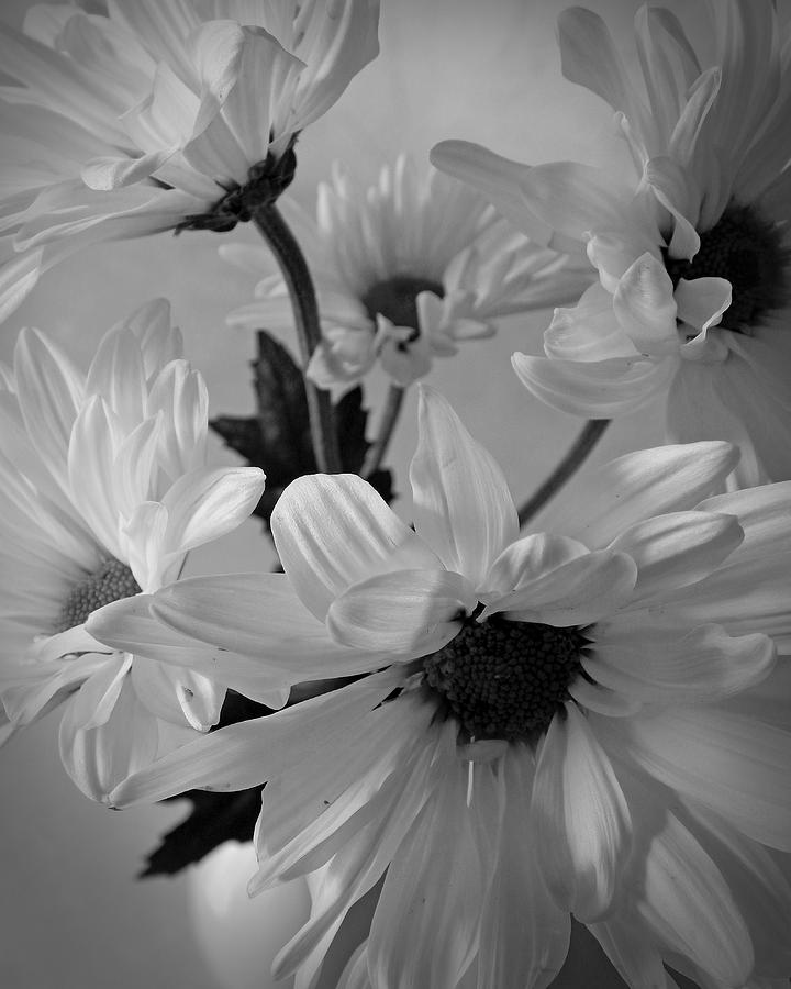 Daisies I Still Life Flower Art Poster Photograph by Lily Malor