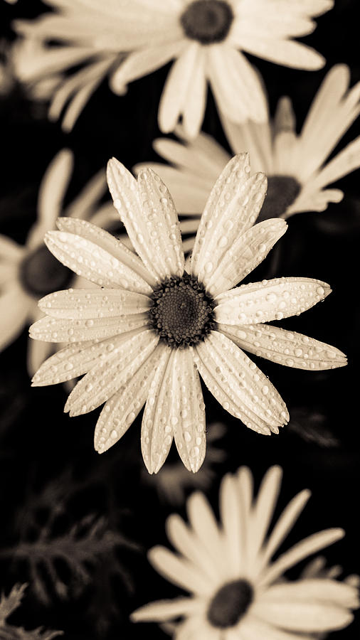 Daisies II Photograph by Marco Oliveira