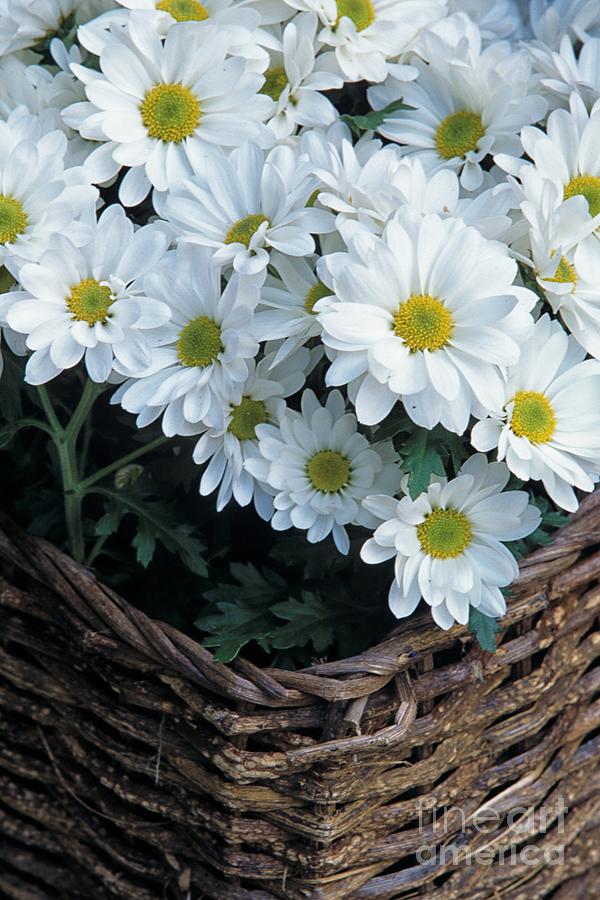 Daisies in a Basket Photograph by John Harmon