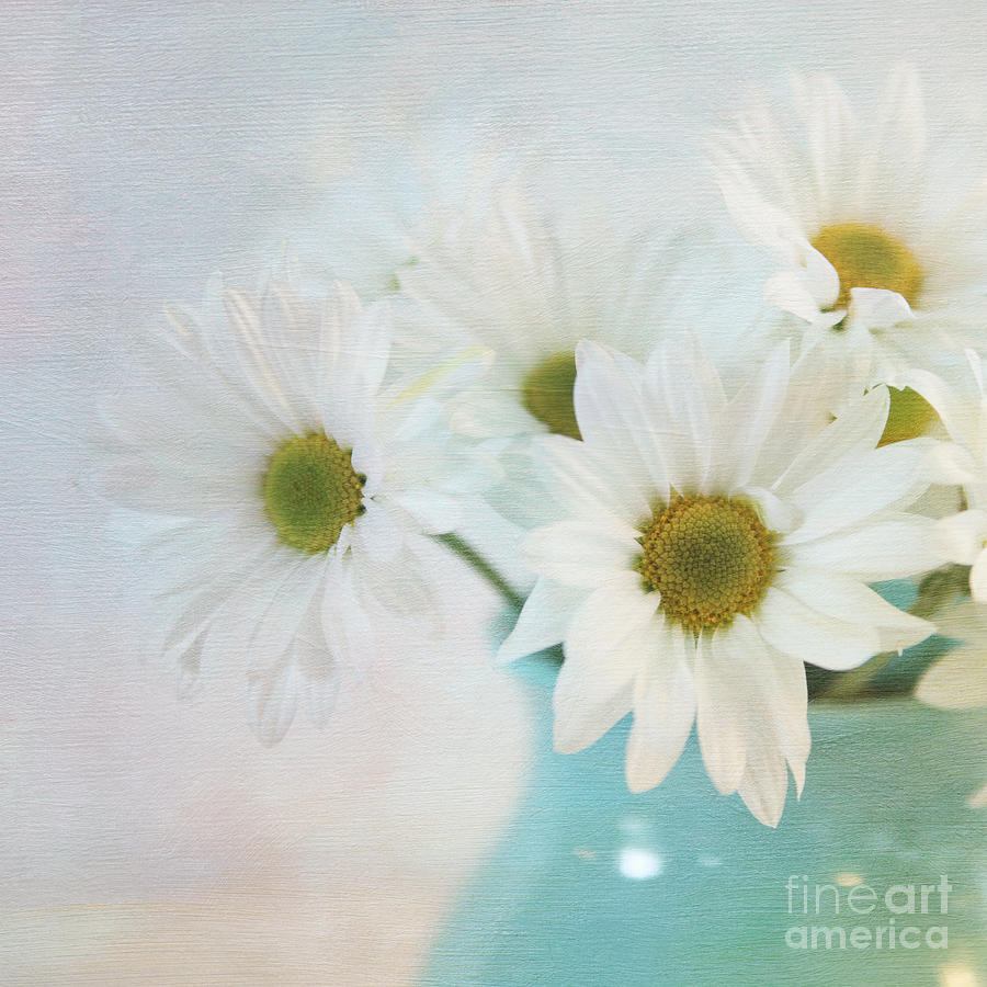 Daisies in aqua vase Photograph by Sylvia Cook
