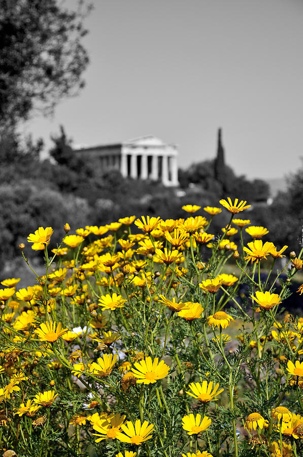 Daisies in Athens Digital Art by George Atsametakis