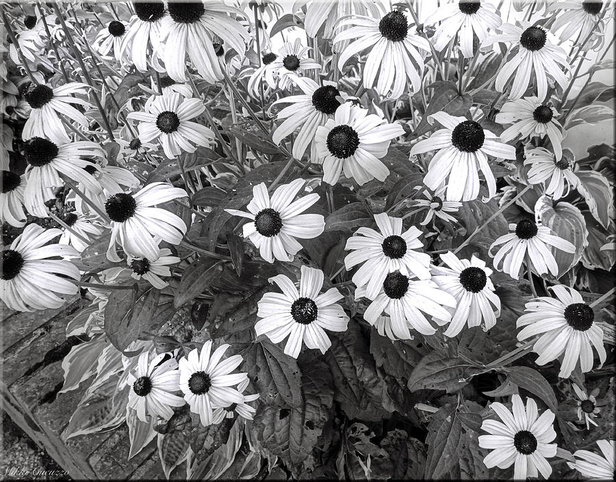 Daisies in black and white Photograph by Mikki Cucuzzo