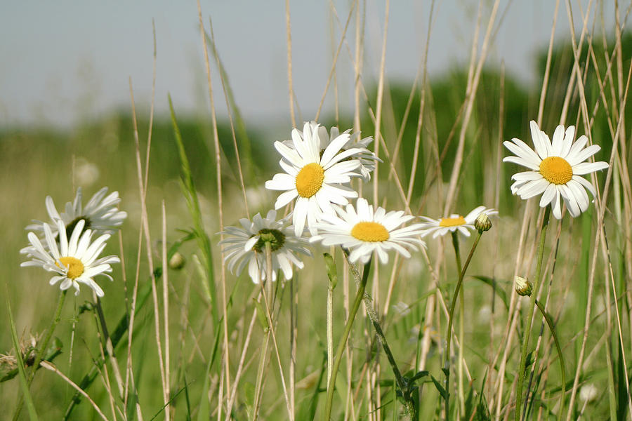 Daisy Photograph - Daisies In Field by A Rey