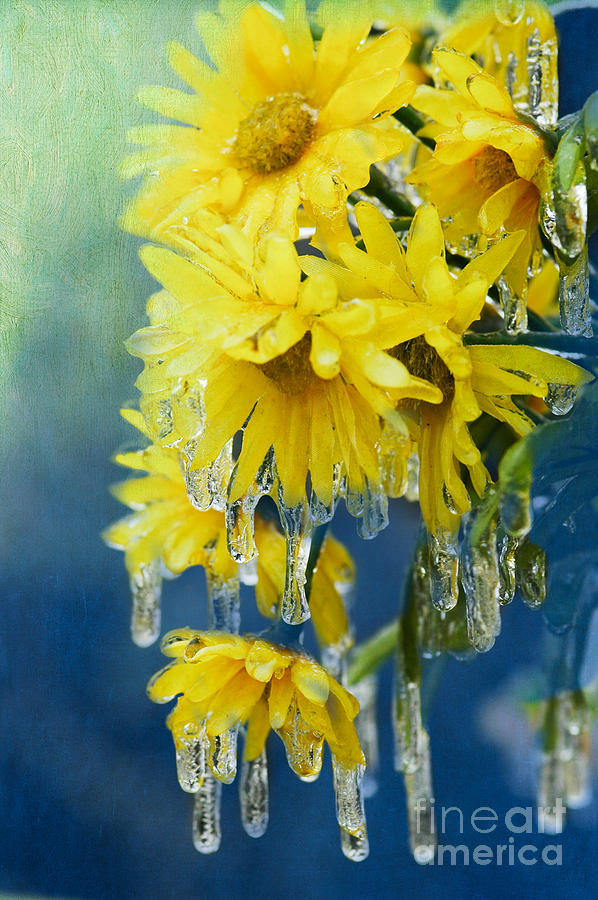 Daisies In Ice Photograph