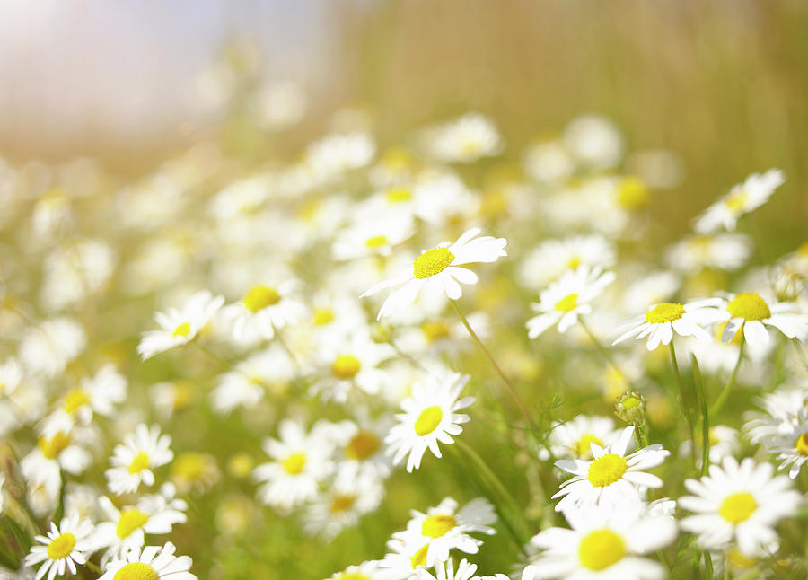 Daisies In Meadow, Close-up Photograph by Dougal Waters