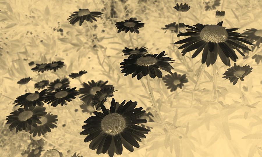 Daisies in Negative and Sepia Photograph by Taiche Acrylic Art