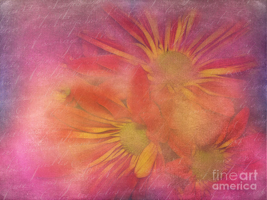 Daisies in Pink Photograph by Judi Bagwell