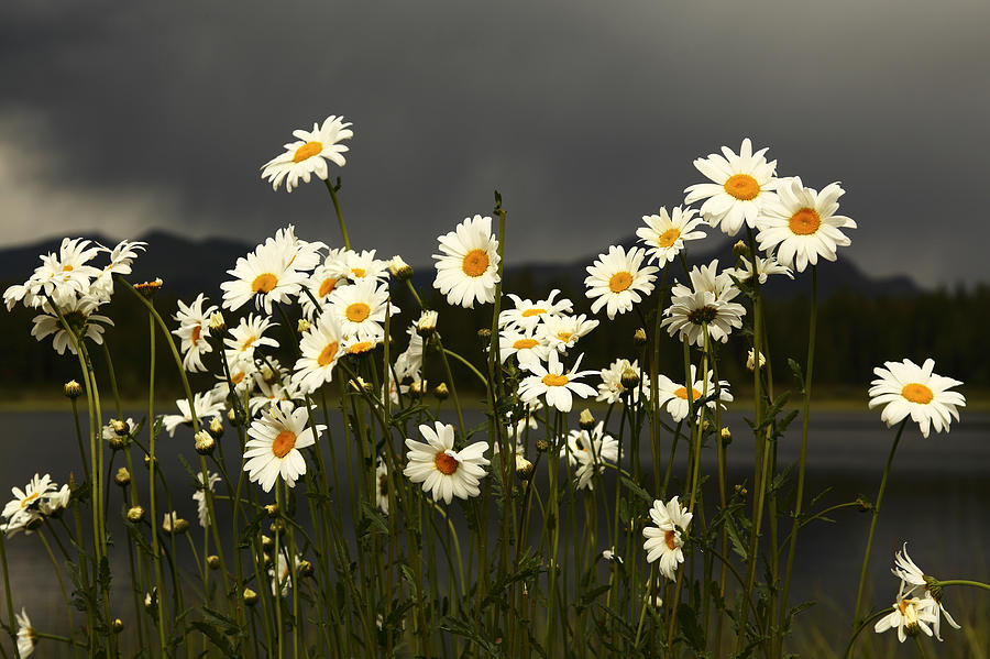 Daisies in Storm Light Photograph by Alan Vance Ley