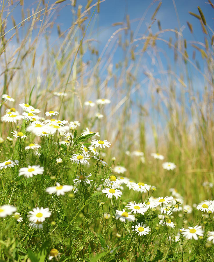 Daisies In Summer Meadow Photograph by Dougal Waters