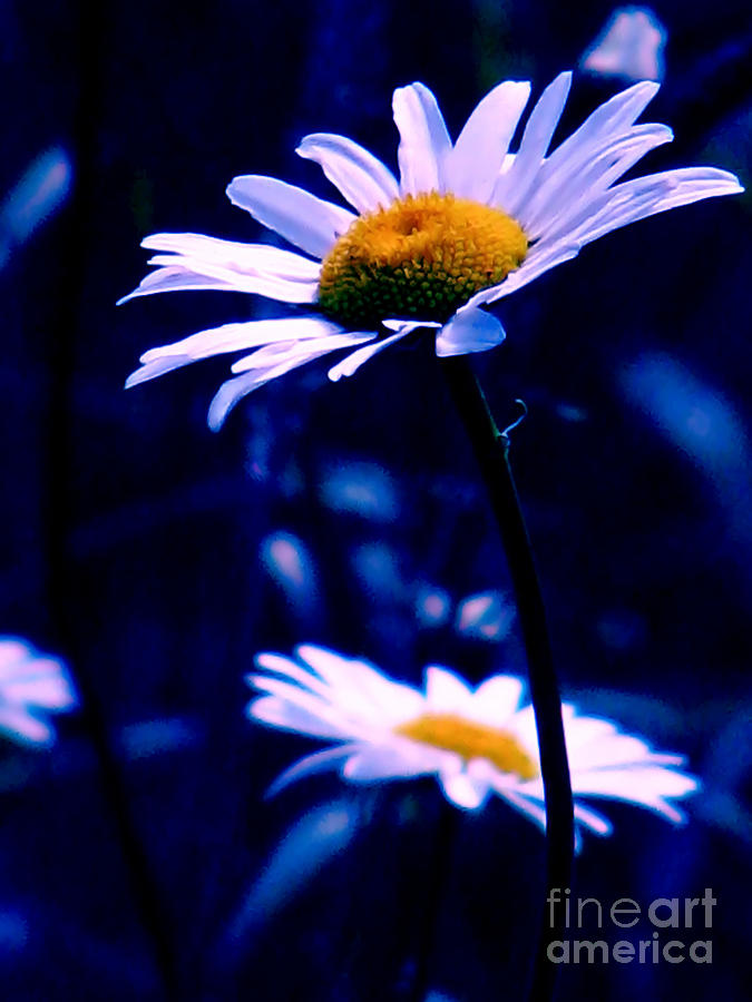 Daisies In The Blue Realm Photograph by Rory Siegel
