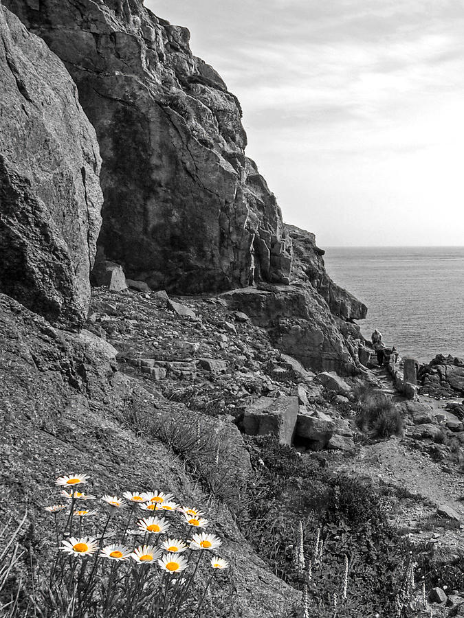 Flower Photograph - Daisies in the Granite Rocks by Gill Billington