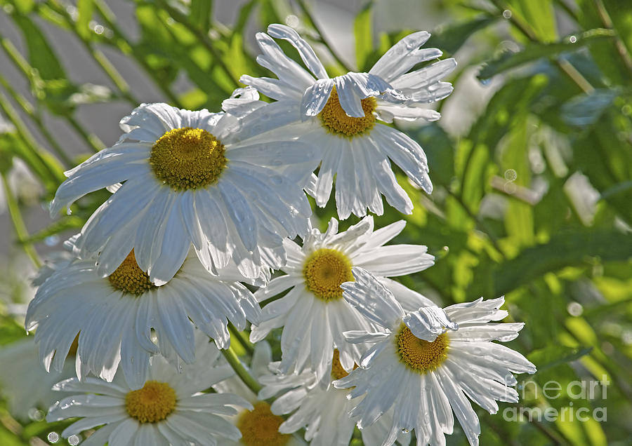 Daisies in the Sun 2 Photograph by Sharon Talson