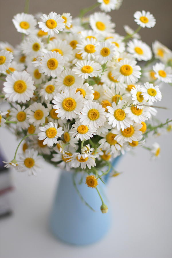 Daisies In  Vase Photograph by Nohut Photography