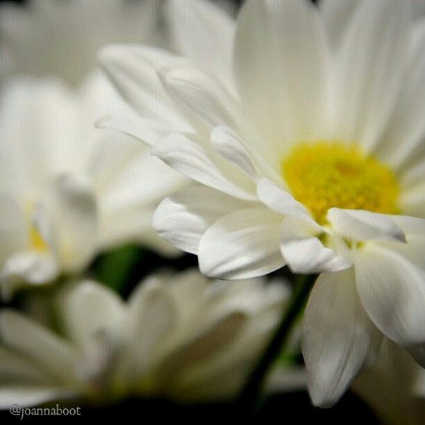 Daisies Photograph by Joanna Boot