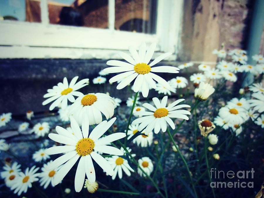 Flower Photograph - Daisies by Kiana Carr