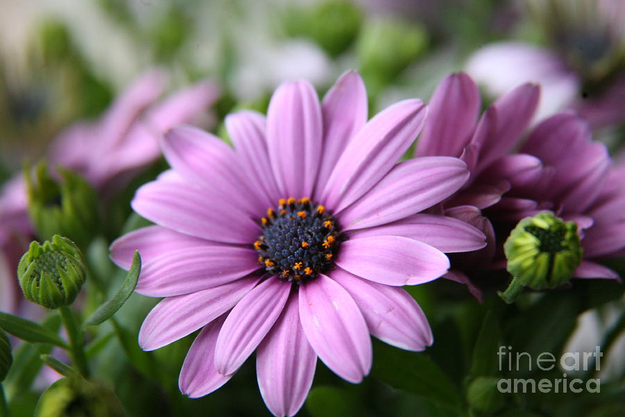 Daisies Photograph by Lynn England