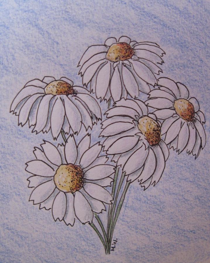 Daisies Drawing by Megan Walsh