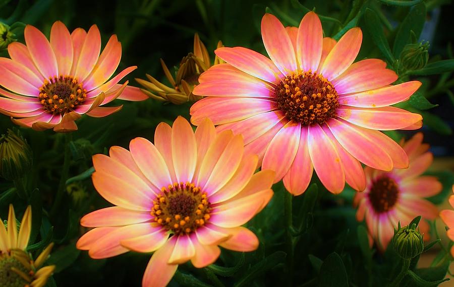 Daisies of a Different Color Photograph by Bruce Bley