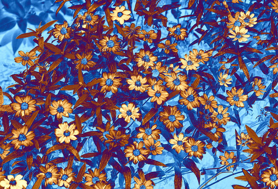 Daisies of Altered Color Digital Art by Linda Phelps
