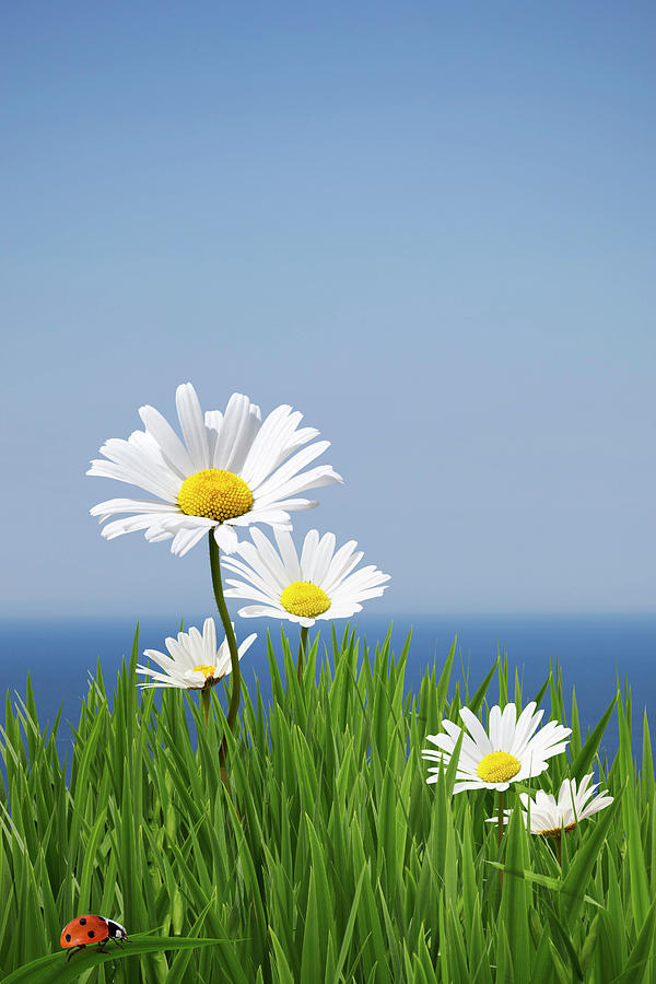 Daisies On A Cliff Edge Photograph by Andrew Dernie