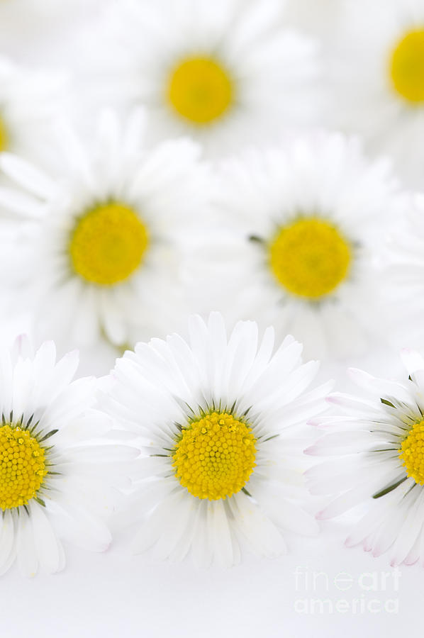 Daisies On A White Background Photograph by Lee Avison