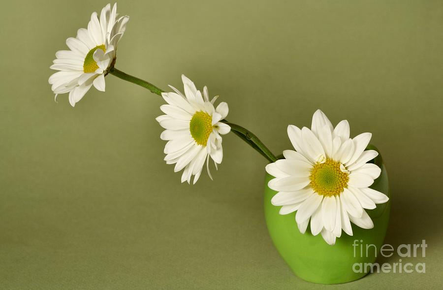 Daisies on Green Photograph by Pattie Calfy