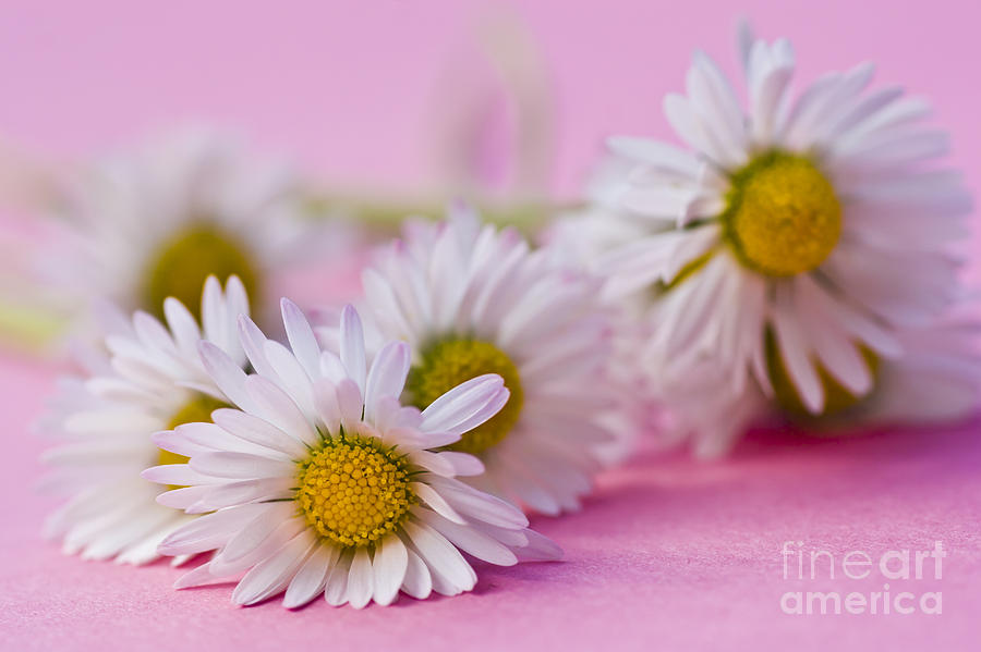 Daisies on Pink Photograph by Jan Bickerton
