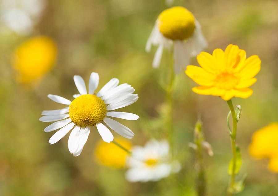 Daisies on summer meadow Photograph by Matthias Hauser