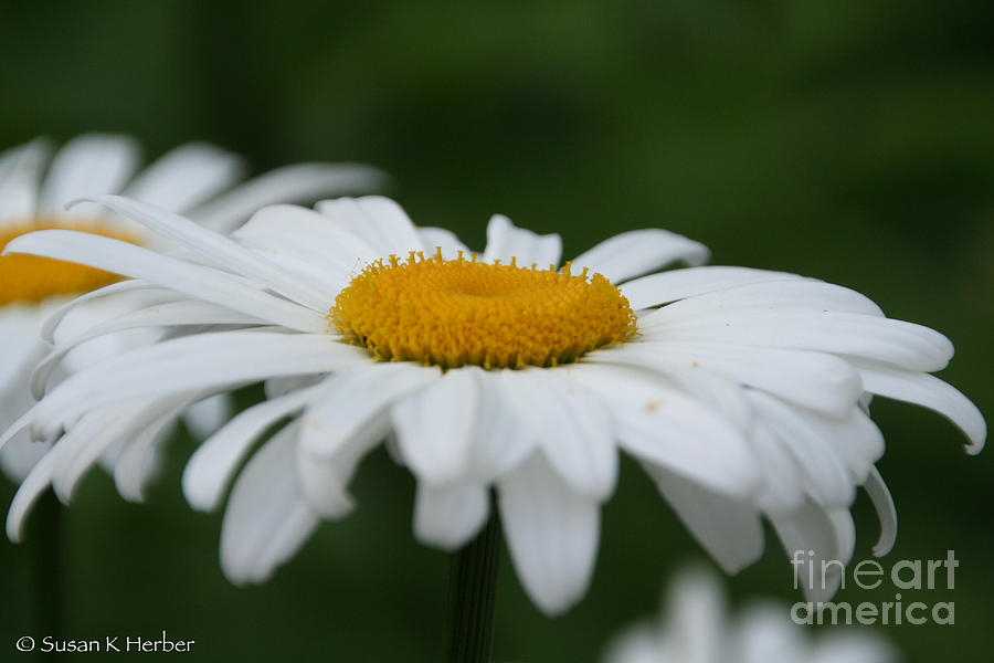 Daisies On The Green Photograph by Susan Herber