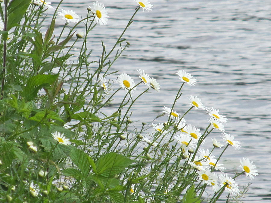 Daisies on the Pond Photograph by Loretta Pokorny