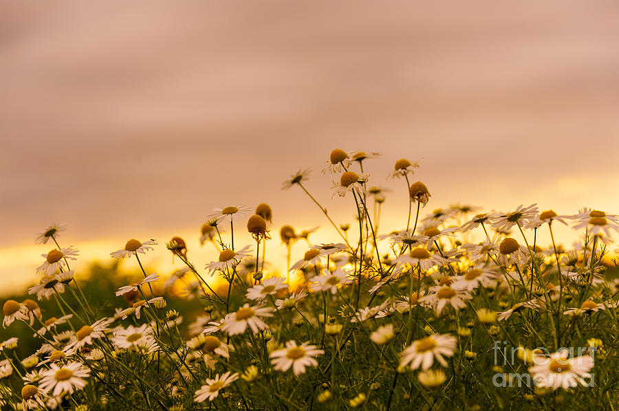 Daisies over Sunset Photograph by Svetlana Sewell