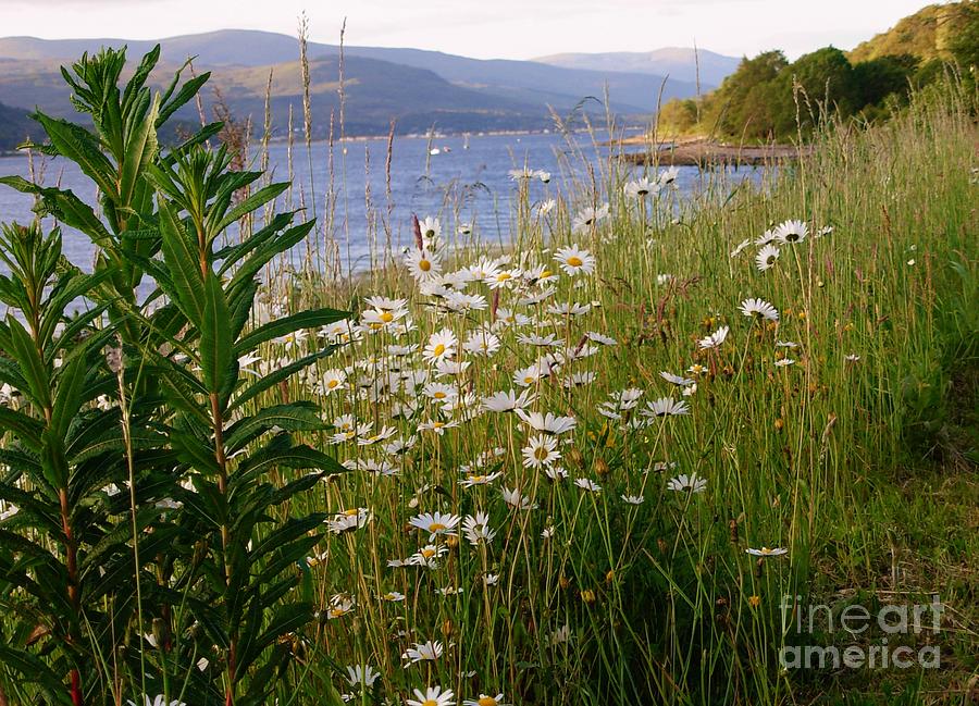 White Daisies Overlooking Loch Linnhe Photograph by Joan-Violet Stretch