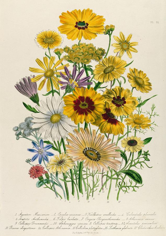 Daisies Drawing by Jane Loudon