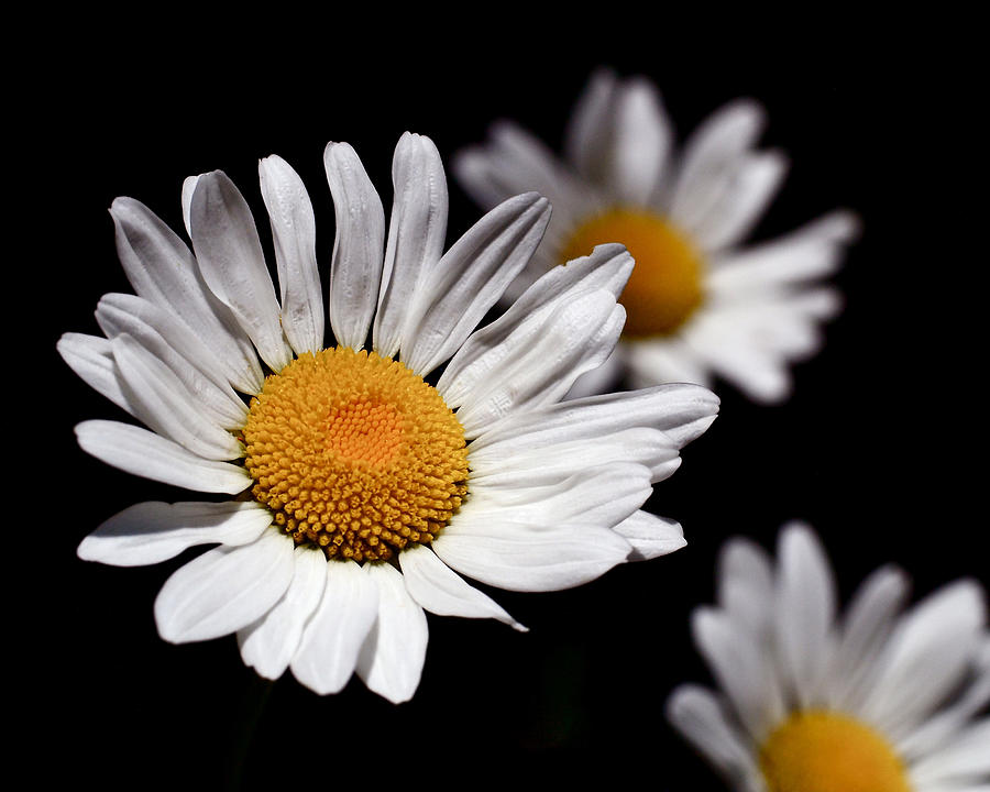 Daisy Photograph - Daisies by Rona Black