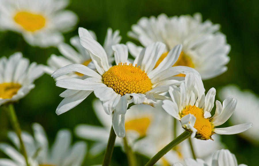 Daisies Photograph by Scott Carruthers