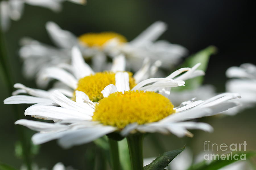 Daisies Photograph by Sylvie Leandre