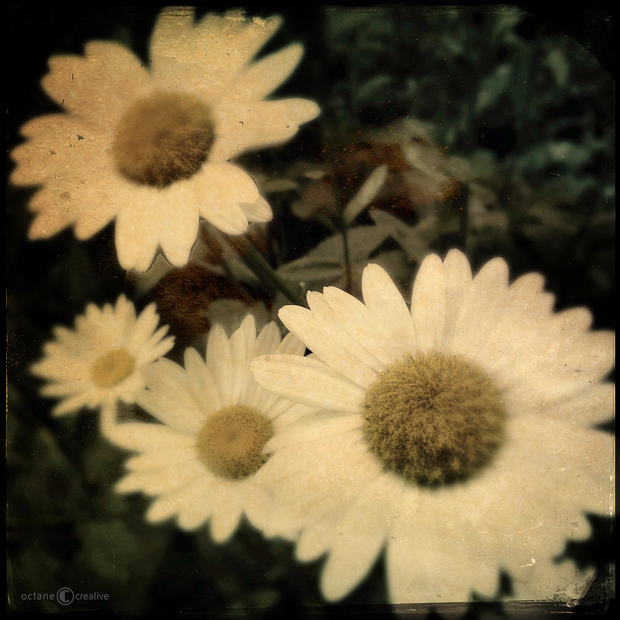 Daisies Photograph by Tim Nyberg