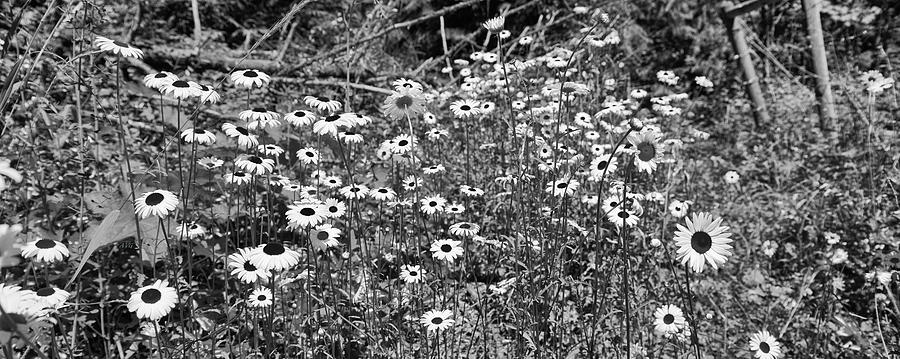 Daisies Wide Black and White Photograph by Allan Van Gasbeck