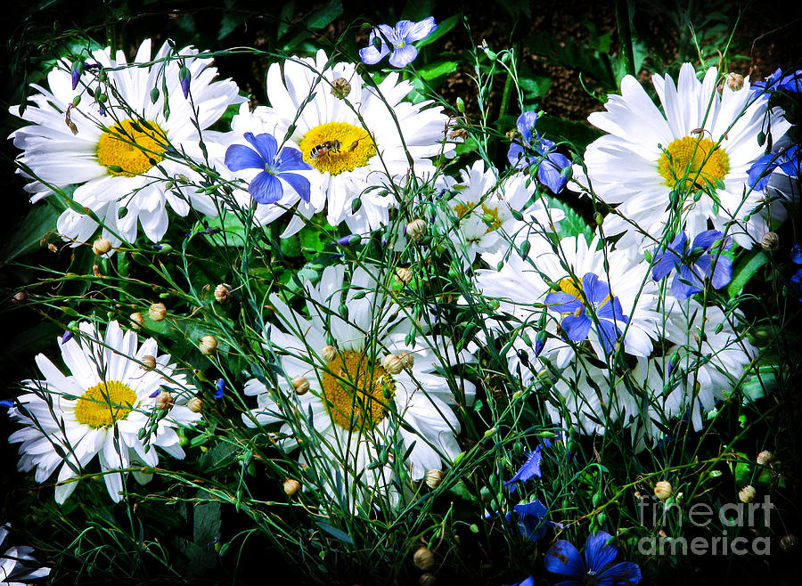 Daisies with Blue Flax and Bee Photograph by Roselynne Broussard