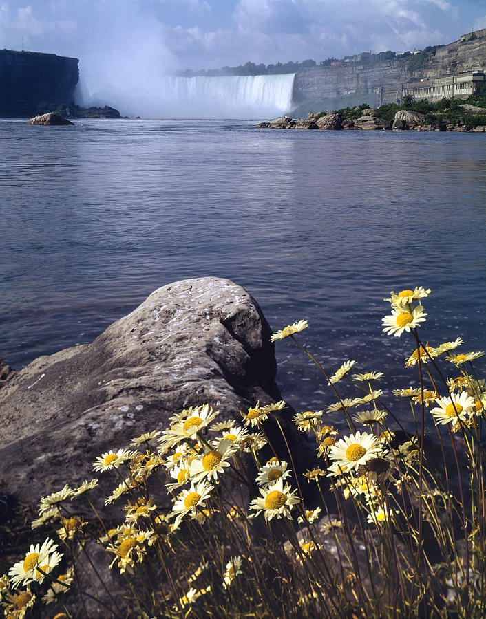 131T15-Daisies with Niagara Falls  Photograph by Ed  Cooper Photography