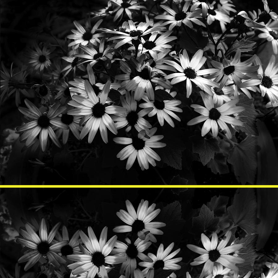 Daisies with Yellow Stripe Photograph by Ann Powell - Fine Art America