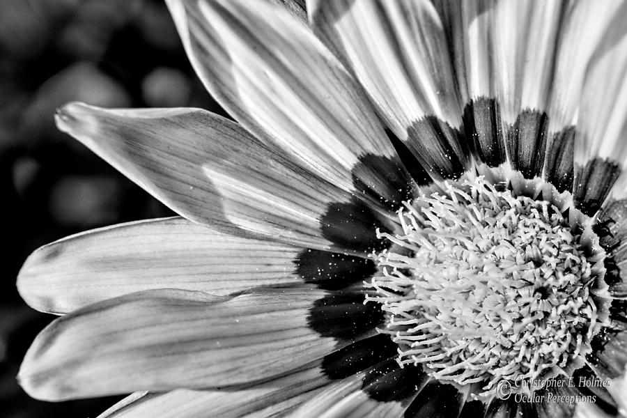 Daisy - BW Photograph by Christopher Holmes