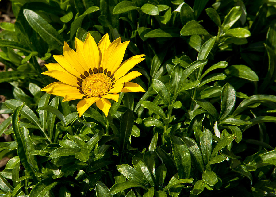 Daisy 1 Photograph by Paul Anderson