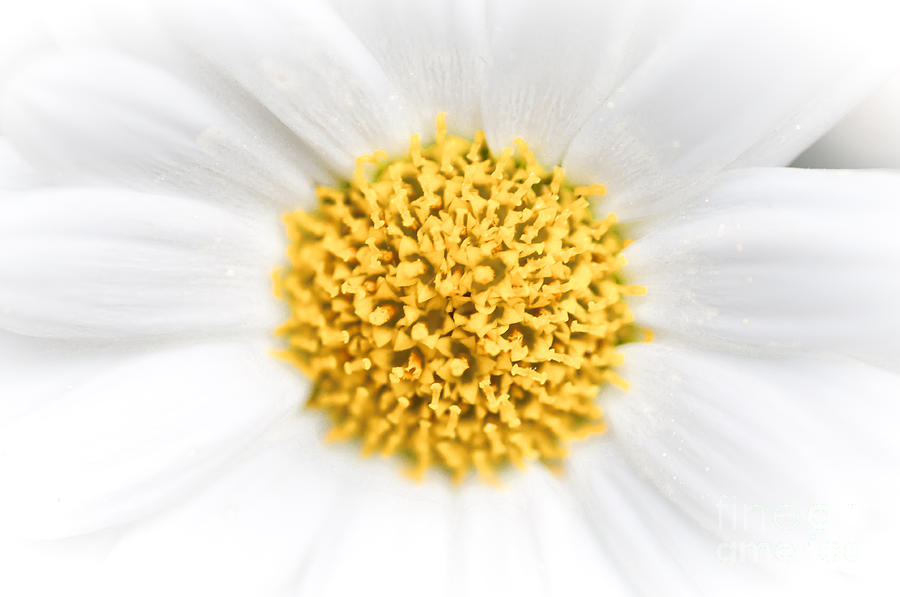 Abstract Photograph - Daisy abstract background by Ingela Christina Rahm