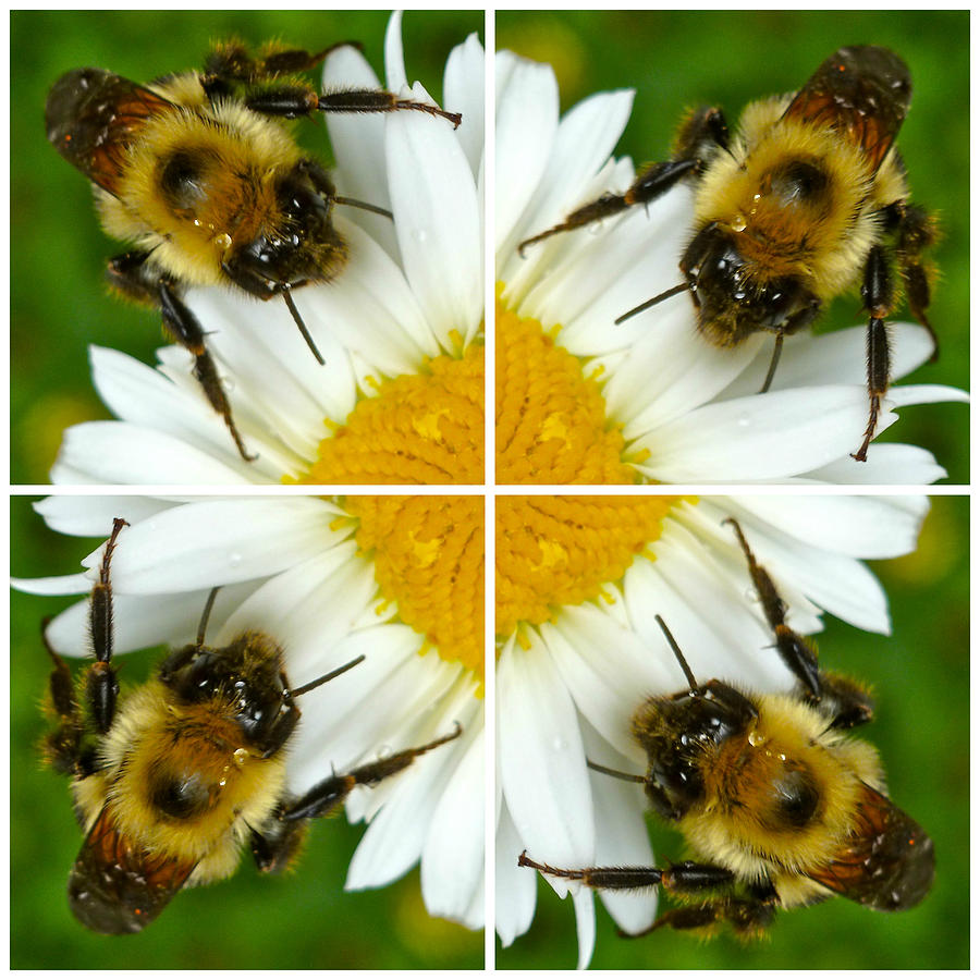 Daisy and Bee Collage Photograph by Jean Wright