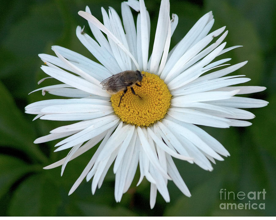 Daisy and Bee Photograph by Margaret Sarah Pardy