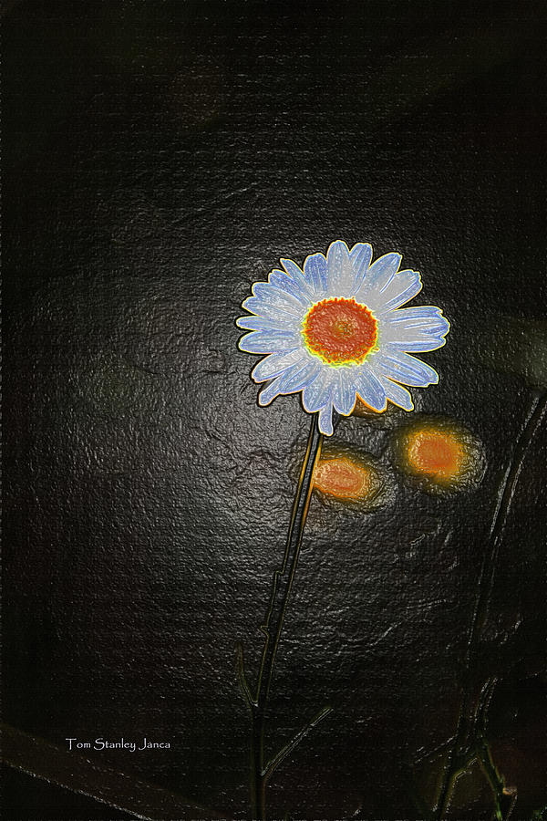 Daisy And Dandelions Photograph by Tom Janca