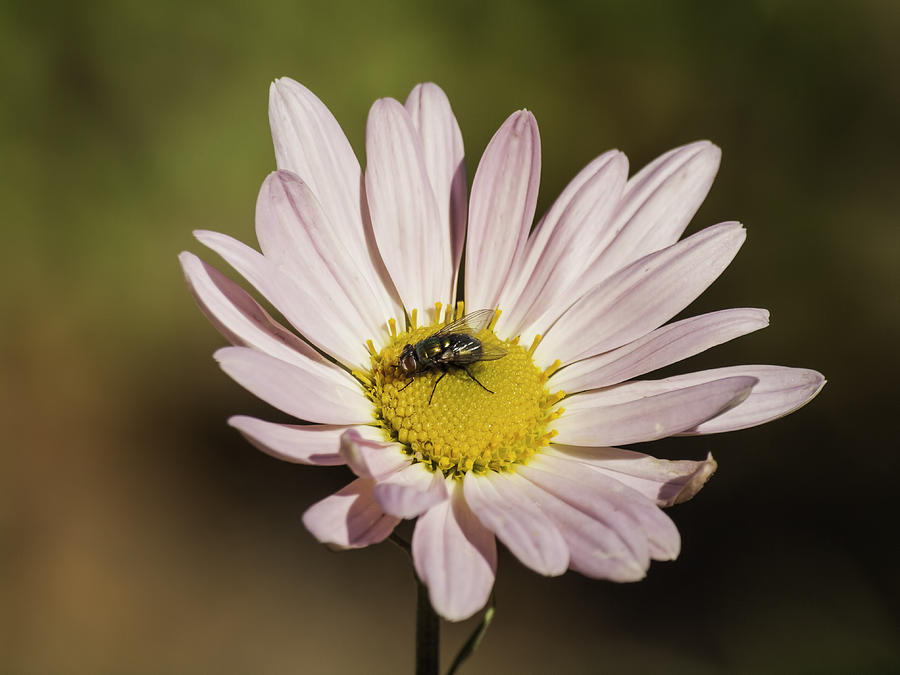 Daisy and Fly Photograph by Thomas Young